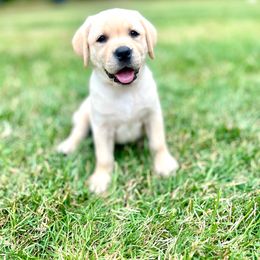 Girl 1 - Yellow Labrador Retriever puppy in Waxhaw, North Carolina from Blacks Run Retrievers
