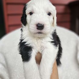Girl 3 - Black and white Sheepadoodle puppy in Egg Harbor City, New Jersey from Doodles by Starlight