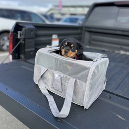 Rottweiler Puppies from Black Diamond Excellence rottweiler kennel