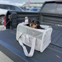 Rottweiler Puppies from Black Diamond Excellence rottweiler kennel