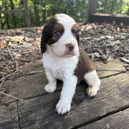 Wesson - Liver and white male English Springer Spaniel puppy in Comer, Georgia from Stratton Spaniels
