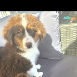 Wren - Red tri-color female Miniature American Shepherd puppy in Griswold, Connecticut from Flatrock Kennels of CT