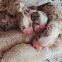 Miniature American Shepherd puppies from King's Miniature American Shepherds