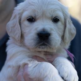 Miss Lavender - Light golden female Golden Retriever puppy in Hayward, California from East Bay Golden Retrievers