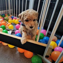 Fro - Cream male Goldendoodle puppy in Flat Rock, North Carolina from Sukisdoodles