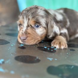 Reese - Dapple male Dachshund puppy in Hawley, Texas from Little e Dachshunds