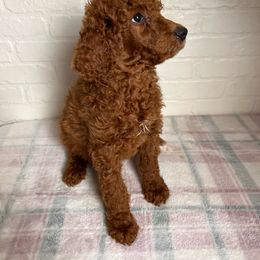 “Carol” - Poodle puppy from AMC Poodles