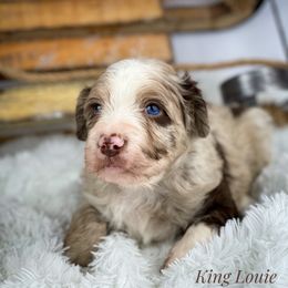Aussiedoodle and Australian Shepherd Puppies from Dunroamin Farms Australian Shepherds and Aussiedoodles