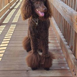 Poodle Puppies from My Buddies Puppies