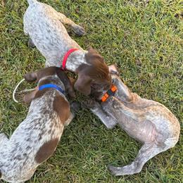 German Shorthaired Pointer Puppies from H & J Farms
