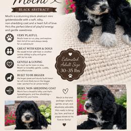 Mochi - Black male Goldendoodle puppy in Ottawa, Ohio from Simply Beautiful Goldendoodles