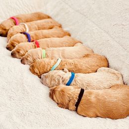 Goldendoodle Puppies from Denver Doodles