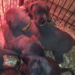 ENLISTED - Blue female Great Dane puppy in Street, Maryland from Grant’s Gorgeous Greats