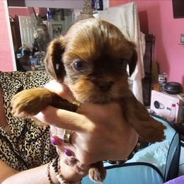 Iggy - Liver male Shih Tzu puppy in Middleburg, Florida from Furby Shih Tzu Family & Friends