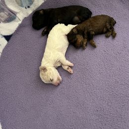 Poodle Puppies from Pearson's Poodles