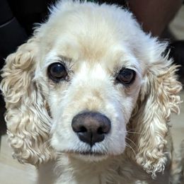 Bonnie - Cocker Spaniel