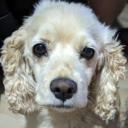 Bonnie - Cocker Spaniel