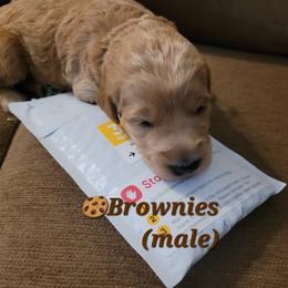Goldendoodle Puppies from 3 Willows Goldendoodles