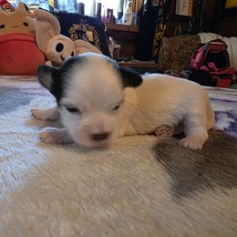 Mikey - Black male Havanese puppy in Deer Park, Washington from Mt. Top Havanese