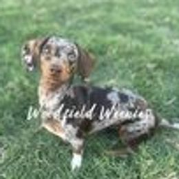 Pebbles - Dachshund