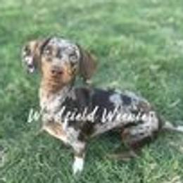 Pebbles - Dachshund