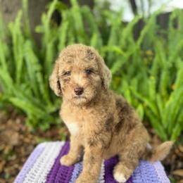 Sand - Merle male Goldendoodle puppy in Atlantic Beach, Florida from Glamorous Golden Doodles