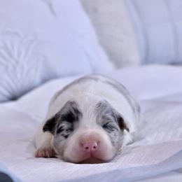 Girl 5 - female Border Collie puppy in Hesperus, Colorado from I&A Border Collies