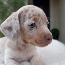 Dapple male - Dapple male Dachshund puppy in San Diego, California from San Diego Dachshunds