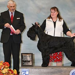 Drac - Giant Schnauzer
