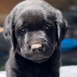 MAPLE - Black Labrador Retriever puppy in Camden, Tennessee from Pure Heaven Labs