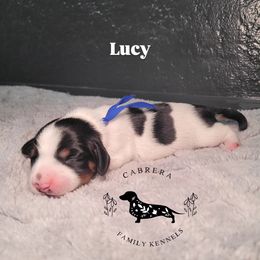 Lucy - Piebald female Dachshund puppy in Modesto, California from Cabrera Family Kennels