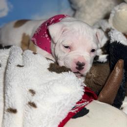 Shadowfax - White female American Bully puppy in Princeton, Texas from District 12 Kennels