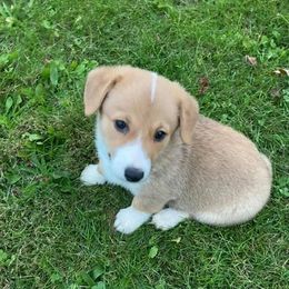 Pembroke Welsh Corgi Puppies from Clark’s Country Corgi’s