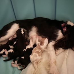 Cavalier King Charles Spaniel puppies from Mia Loves Kingston Cavaliers
