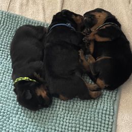 Brussels Griffon and Rottweiler Puppies from Bernkastel Rottweilers & Brussels Griffon