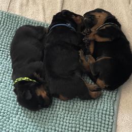 Brussels Griffon and Rottweiler Puppies from Bernkastel Rottweilers & Brussels Griffon