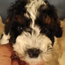 Charlie - Black and white male Cavapoo puppy in East Providence, Rhode Island from Marta's Cavaliers
