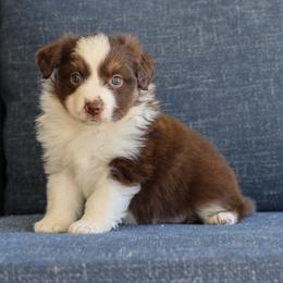 Cleo - Red tri female Miniature Australian Shepherd puppy in Hamilton, Montana from North Lake Aussies