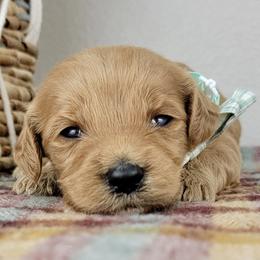 Bella - Apricot female Goldendoodle puppy in Temecula, California from Oodles O'Doodles