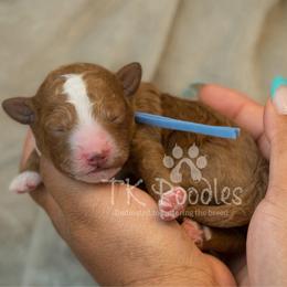 Jam - Red  male Poodle puppy in Belleville, New Jersey from TK Poodles