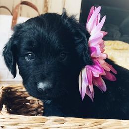 Goldendoodles from Black Forest Doodles