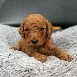 Cash - Red  male Goldendoodle puppy in Wharton, Texas from Little Fur Friends