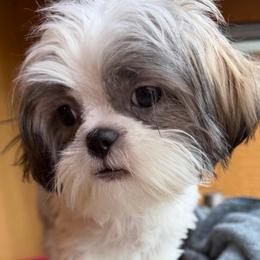 Sandy - Brindle and white female Shih Tzu puppy in Victorville, California from RUMBLE n TUMBLE
