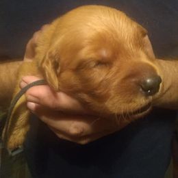 Golden Retriever Puppies from Gingersnap Golden Retrievers