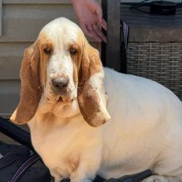 Pearl - Basset Hound
