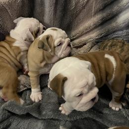 Bulldog Puppies from Semper Fi Bulldogs