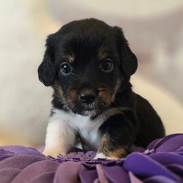 James Dean - Tri-color male Double Doodle puppy in Prescott Valley, Arizona from Ramirez Family Doodles