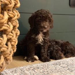 Surf - Chocolate male Cavapoo puppy in Colcord, Oklahoma from Copper Lane Aussies, Doodles & Cavapoos