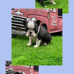 Amos - Seal and white male Boston Terrier puppy in Jacksonville, Florida from Trail’s End Boston Terriers