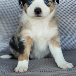 Australian Shepherd, Shichon, and Shihpoo Puppies from Pilot Hill Teddy Bear Puppies